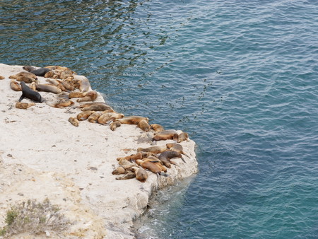 Group of sea lions on a rock on the coastline of Peninsula Valdez, near Puerto Pyramides. Patagonia Argentina.の写真素材