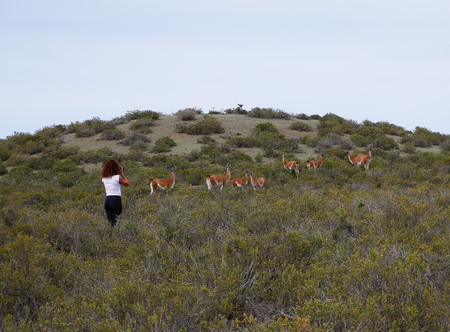 Young tourist near a group of Guanacos on a hill in the inland of Peninsula Valdez, Patagonia Argentinaの写真素材
