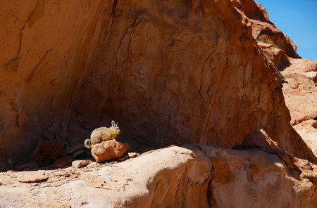 Viscacha, typical mammal of the Andes. Andean altiplano of Bolivia, South Americaの写真素材
