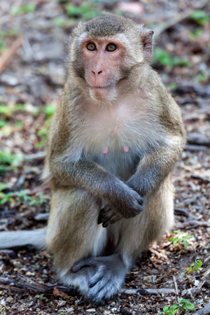 Cute monkey with beautyfull eyes.