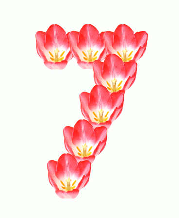 Number 7 made of tulipの写真素材