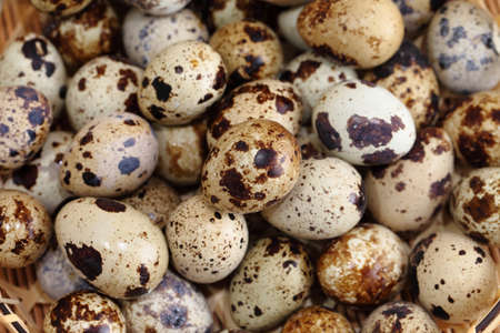 quail eggs on white backgroundの写真素材