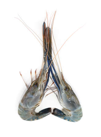 seafood fresh shrimp isolated on white