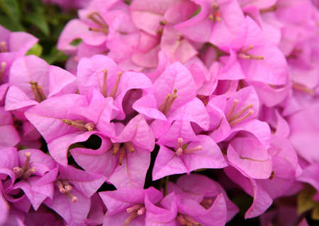 Pink bougainvillea blooms in the garden, soft focusの写真素材