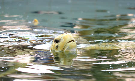 Closeup Turtle