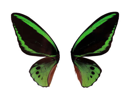 Wings Ornitoptera priamus Green Butterfly on white background の写真素材