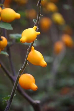 Cartoon tomato varieties の写真素材