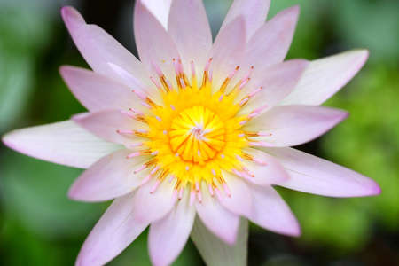 A pink lotus flowerの写真素材