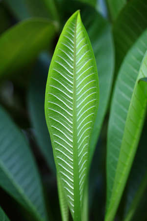 Green leaf macro の写真素材