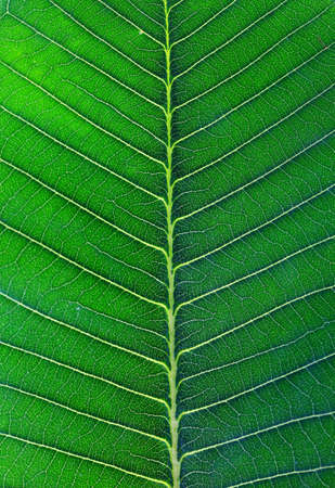 Green leaf macro の写真素材