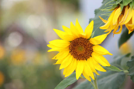 Close up view of the bee and yellow sunflower 