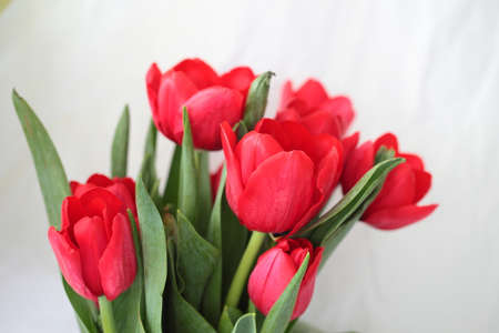 Red tulipsの写真素材