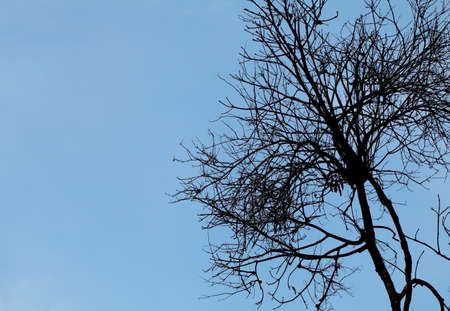 Large Tree の写真素材