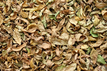 Stack of dry leaves in winter  natural background  