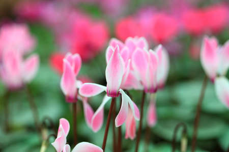 The bright Varicolored flowers of cyclamen always people の写真素材