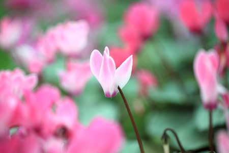 The bright Varicolored flowers of cyclamen always people の写真素材