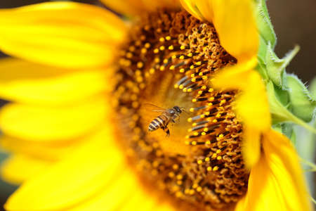 Sunflower close-up with bee sitting on it 