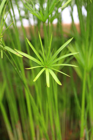 papyrus green plant on glasses 