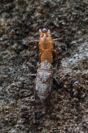 Emerging Cicada の写真素材