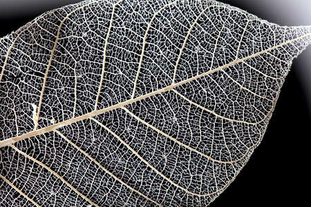 Macro leaf texture on black background natureの写真素材