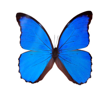 close up macro shot of a blue butterfly isolated on a white background 