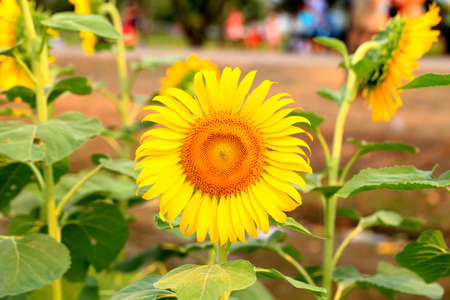 Big beautiful sunflowers on the park outdoors. の写真素材