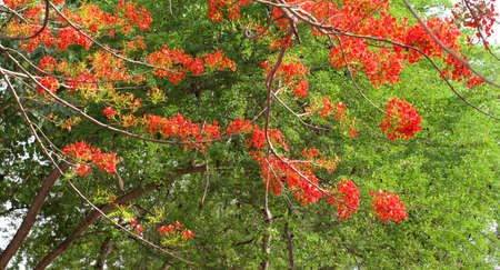 Red Hibiscus flowers in the park of bangkok Thailand 