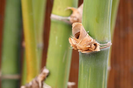 Bamboo Forest の写真素材