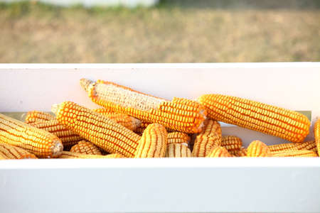 Mature corn cob の写真素材
