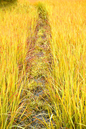 Green rice farm in Thailand の写真素材