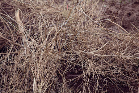 Branches of dead tree 