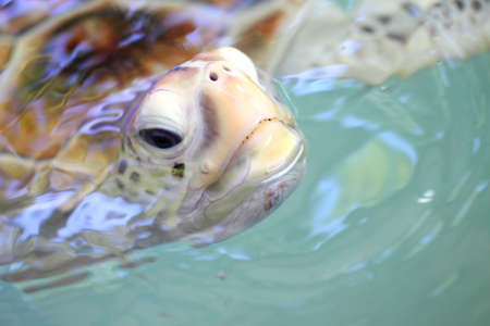 macro of tutle