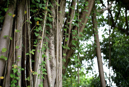 Huge Tree