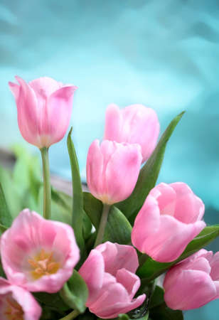 pink tulips on green の写真素材