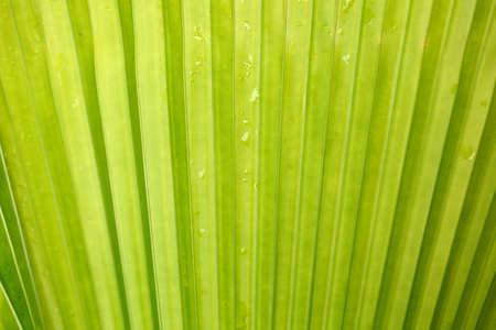 Green leaf texture