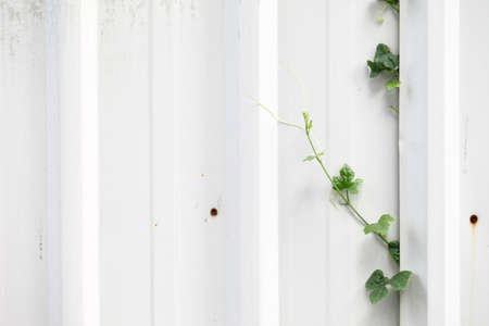 Trees along the iron fence の写真素材