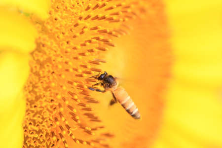 Close up view of the bee and yellow sunflower の写真素材
