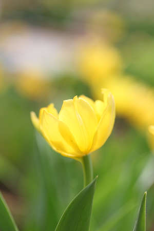bouquet of yellow tulip の写真素材