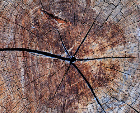 Wood texture 