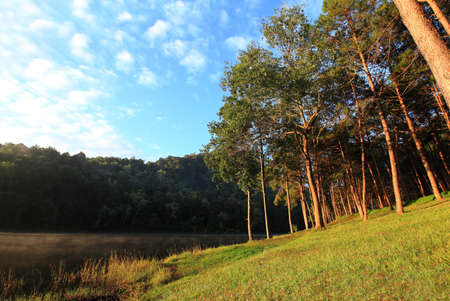 sunrise at Pang-ung, pine forest park in Thailand の写真素材