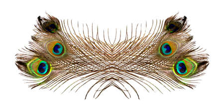 Peacock feathers on white background の写真素材