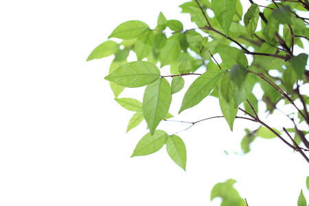 Green plant background on white isolated