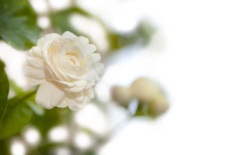 Jasmine flower on whiteの写真素材
