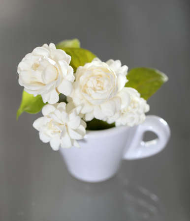 Jasmine flower (for Mother Day of Thailand) の写真素材