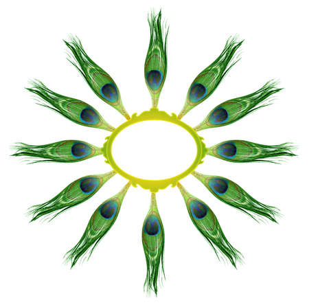 Peacock feathers on white background の写真素材