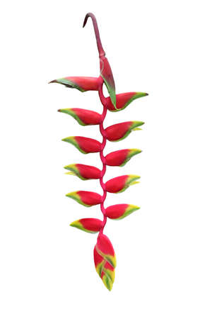 red heloconia flower isolated on white の写真素材