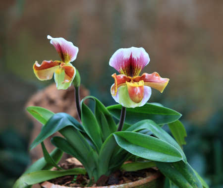 This orchid in thai call  Lady s Slipper Orchidaceae family の写真素材