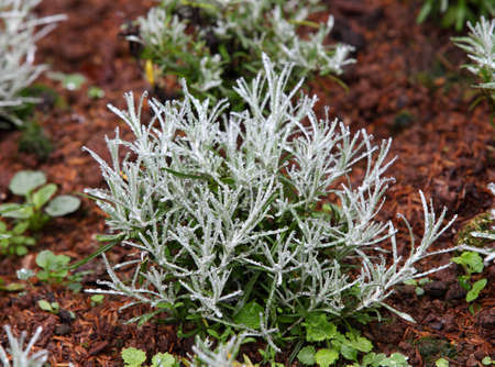 Rosemary Natural kitchen herb, rosemary plant  Close-up in the garden の写真素材