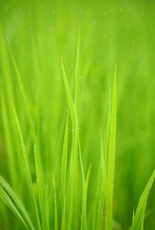 paddy rice in fieldの写真素材