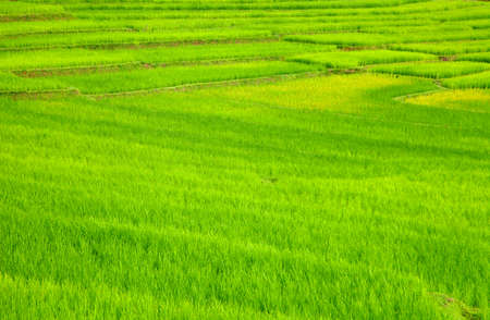 Terraced Rice Fields, Thailand
